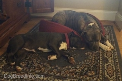 A blue nose Pit Bull Terrier is sleeping on a dog bed and sleeping next to him is a blue nose American Bully Pit puppy laying on her left side.