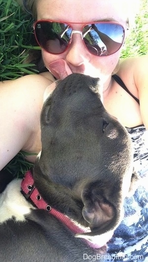 Close up - A blonde haired girl is laying in a field and a blue nose American Bully Pit puppy is licking her face.