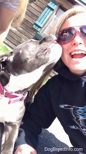Close up - A blue nose American Bully Pit is licking the face of a blonde haired girl wearing sunglasses.