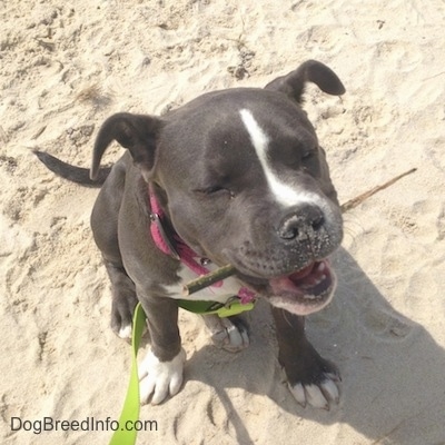 Close up - A blue nose American Bully Pit puppy is sitting in sand and she has a stick in her mouth. Her eyes are closed and she is looking up.