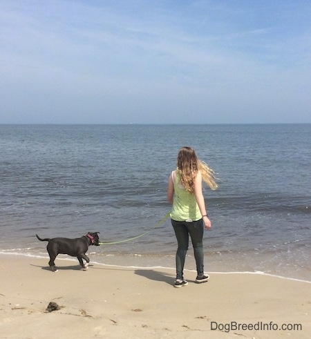 A blue nose American Bully Pit puppy is moving away from a wave. A girl in a green shirt is moving away from the wave and holding the puppies leash.