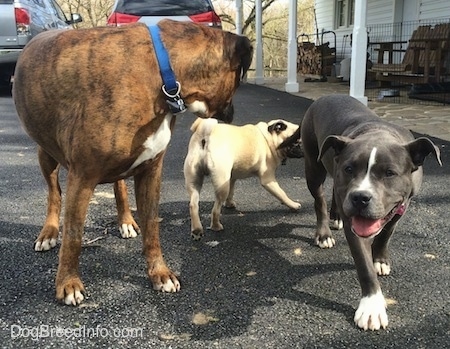 A blue nose American Bully Pit puppy is walking across a blacktop surface. Her head is level with her body and her mouth is open and tongue is out. There is a tan with black Pug sniffing the puppy and next to them is a brown with black and white Boxer. The Boxer is looking at the Pug.
