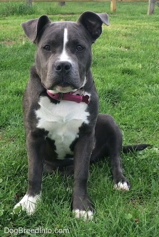 A blue nose American Bully Pit puppy is sitting in grass and she is looking forward with her ears flopped over to the front.