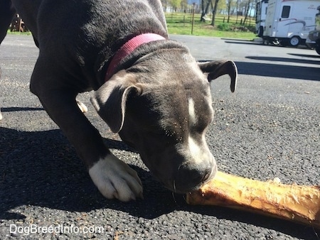 Close up - A blue nose American Bully Pit puppy is chewing on a bone outside on a black top surface.