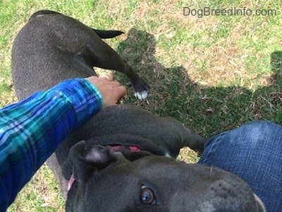 Close up - A blue nose Pit Bull Terrier is laying against a persons leg and she is looking up. A person is touching her side.