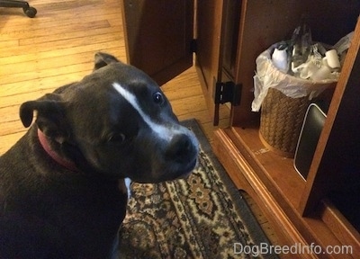 A blue nose American Bully Pit puppy is sitting on rug and she is looking forward. There is a drawer open with a basket full of trash inside of it.
