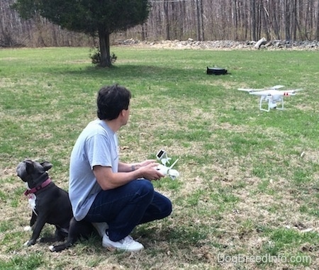 A blue nose American Bully Pit puppy is sitting back to back with a man kneeling and controlling a phantom quadcopter drone