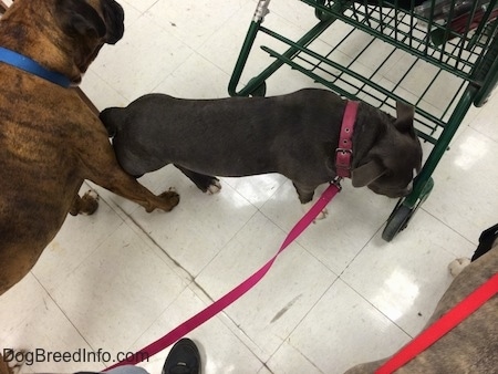 A blue nose American Bully Pit puppy is walking across a tiled floor and her nose is near the wheel of a cart. There is a brown with black and white Boxer next to her.