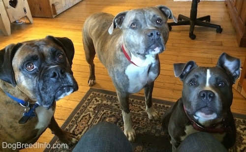 Three dogs are standing on a rug in front of a person who is sitting in a computer chair.