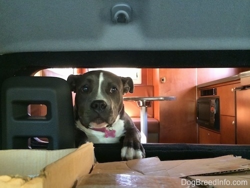 A blue nose American Bully Pit puppy is looking through a small window in a camper with her eyes wide.