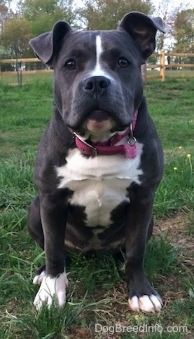 A blue nose American Bully Pit puppy is sitting in grass and she is looking forward. She is wearing a hot pink collar and has a wide chest.