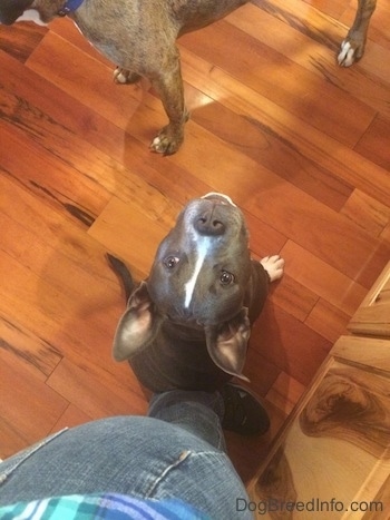 Top down view of a blue nose American Bully Pit puppy sitting on a hardwood floor looking up. She is sitting against the persons leg behind her.
