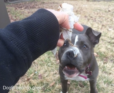 A person is holding a piece of trash over the head of a blue nose American Bully Pit puppy. The puppy has her mouth open and is looking at the trash.