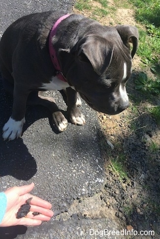 A blue nose American Bully Pit puppy is sitting on a blacktop surface and is looking to the right. There is a persons hand with a piece of tar in it.