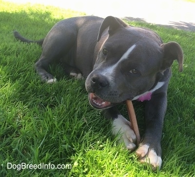 A blue nose American Bully Pit puppy is laying in grass and she is chewing on a bully stick.