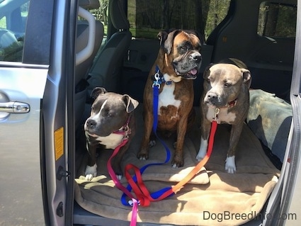 Two Dogs and a puppy are sitting in the middle area of a mini van waiting for a command, so they can exit the vehicle. The van has its middle seats removed.