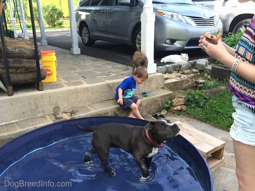 A blue nose American Bully Pit puppy is walking across a kiddie pool of water to a person in a colorful shirt. In the background is a small boy sitting on a stone step of a porch next to two cats.