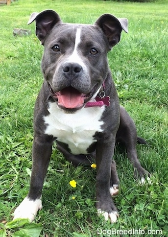 A blue nose American Bully Pit is sitting in grass. Her mouth is open and her tongue is out. She is looking forward. The dog has a wide chest, and a wide tongue. There are yellow buttercup flowers in front of her.
