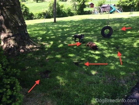 A blue nose American Bully Pit is standing in grass and digging a hole. There is a brown with black and white Boxer laying down in the grass. There are red arrows overlayed around the image to point to holes in the ground.