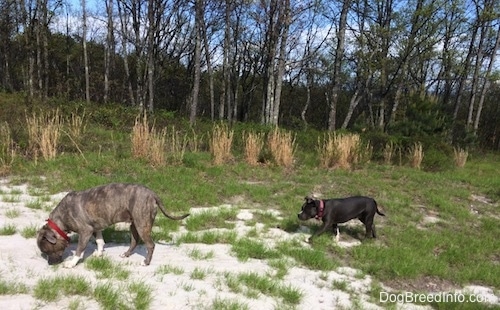 A blue nose Pit Bull Terrier is sniffing sand and there is a blue nose American Bully Pit walking behind him.