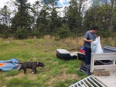 A blue nose American Bully Pit is walking across grass to a man who is looking in a trash bag. The dog's tail is level with its body.