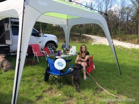 A blue nose American Bully Pit is walking up to a girl sitting in a red chair with a large stick. They are under a tent. There is a camper next to them.