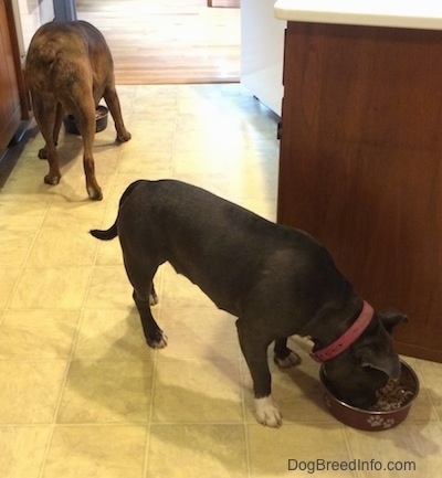Two dogs in a kitchen eating food from their bowls.