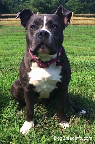 Close up - a wide-chested blue nose American Bully Pit is sitting on grass and looking forward. There is a wooden split rail fence behind her.