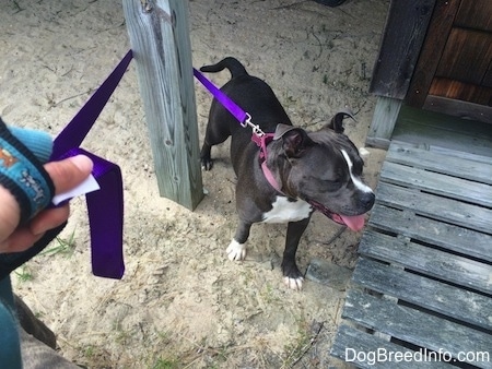 A blue nose American Bully Pit is standing in sand and looking to the right. Her leash is wrapped around a wooden pole.