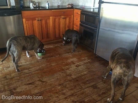 Three dogs are eating food out of food bowls in a kitchen.