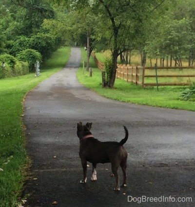 The back of a blue nose American Bully Pit is looking up a long driveway.