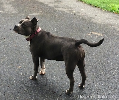 A blue nose American Bully Pit is standing on a blacktop surface and she is looking to the left.