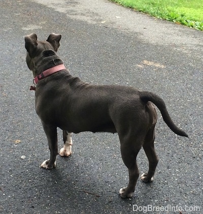 A blue nose American Bully Pit is standing on a blacktop surface and she is looking forward.