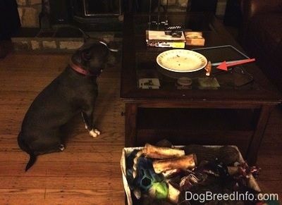 A blue nose American Bully Pit is sitting on a hardwood floor and she is looking at the top of a coffee table that has a plate on it. There is an red arrow pointing to a pizza crust on the coffee table.