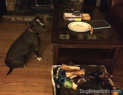 A blue nose American Bully Pit is sitting on a hardwood floor and she is looking back.