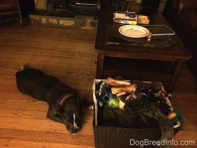 A blue nose American Bully Pit is laying on a hardwood floor and next to a coffee table and a basket of toys.