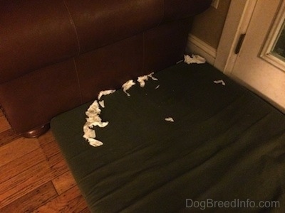 A pile of chewed up paper that is on top of a green orthopedic dog bed pillow.