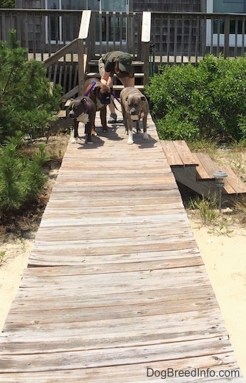 A lady is picking up the leashes of the three dogs standing on a wooden ramp.