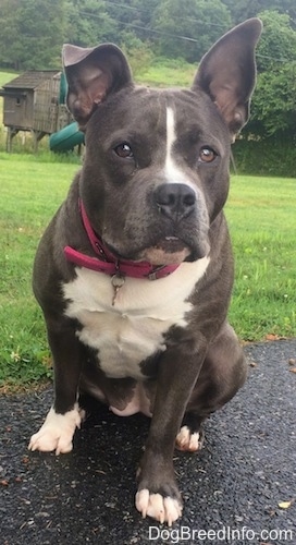 A wide chested, big headed, blue nose American Bully Pit is sitting on a blacktop and she is looking forward. Her right ear is in the air and the left ear is flopped over. There is a playground behind her.