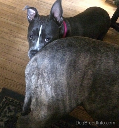 A blue nose American Bully Pit is looking up and she is standing close to the backside of a blue nose Pit Bull Terrier.