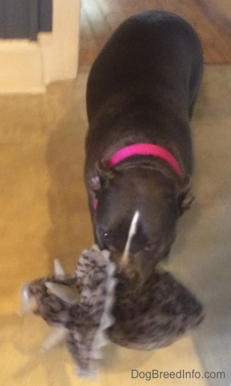 A blue nose American Bully Pit is running down a carpet and she has a toy triceratops in her mouth.