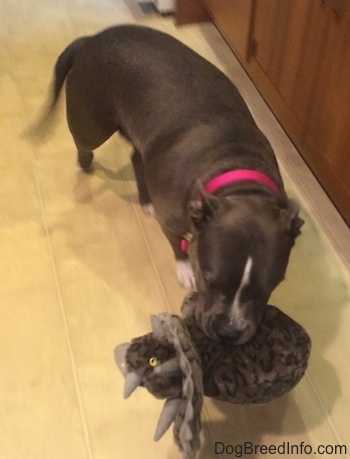A blue nose American Bully Pit is walking across a tiled floor and she has a toy triceratops in her mouth. Her head is level with her body.