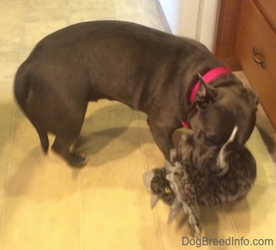 A blue nose American Bully Pit is standing across a tiled floor and she has a toy triceratops in her mouth.