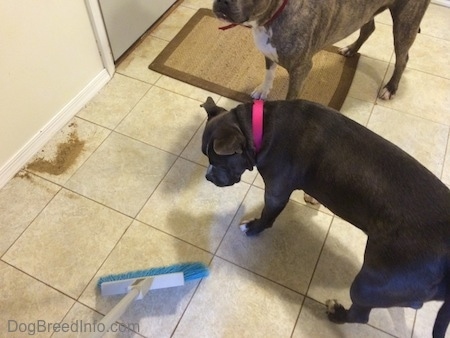 A blue nose American Bully Pit is looking at a broom.