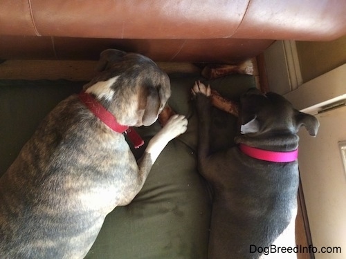 A blue nose Pit Bull Terrier and a blue nose American Bully Pit are laying on a green orthopedic dog bed pillow and chewing on bones near the side of a brown leather couch.