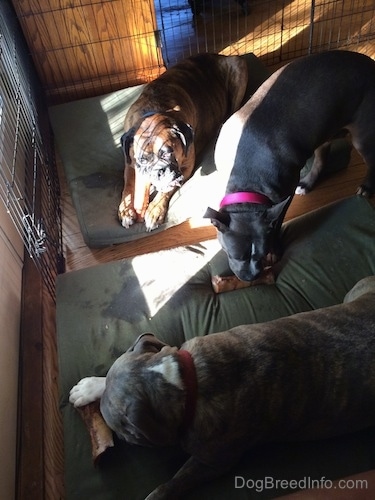 A brown with black and white Boxer and a blue nose Pit Bull Terrier are laying on a green orthopedic dog bed pillow chewing on bones. In between them is a blue-nose American Bully Pit standing and chewing a bone.