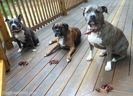 A blue nose American Bully Pit and a blue nose Pit Bull Terrier are sitting on a wooden porch and there are treats in front of them.