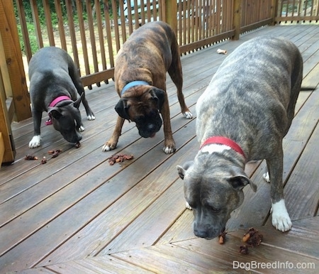 A blue nose American Bully Pit, a blue nose Pit Bull Terrier and a brown brindle Boxer are eating treats off of a wooden porch.
