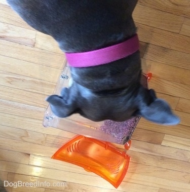 Top down view of a blue nose American Bully Pit digging her nose into a tank.