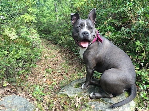A thick-bodied blue nose American Bully Pit is sitting on a rock and she is looking back. Her mouth is open and her tongue is out.